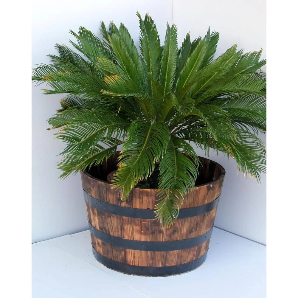 Vigoro 25.98 in. Dia x 16.54 in. H Round Wooden Barrel Planter - Image 2
