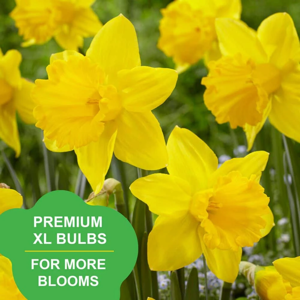 Vigoro 15/17 cm Premium XL Yellow Trumpet Daffodil Bulbs (Bag of 100) - Image 8