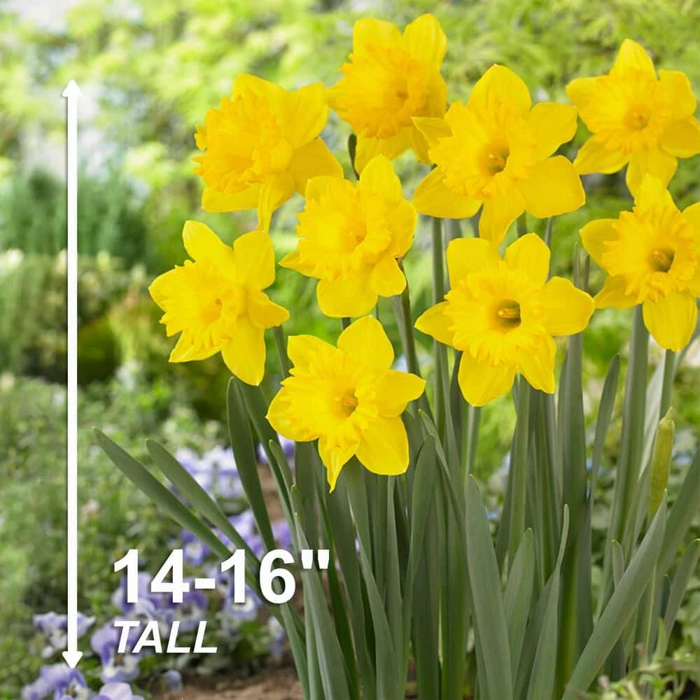 Vigoro 15/17 cm Premium XL Yellow Trumpet Daffodil Bulbs (Bag of 100) - Image 5