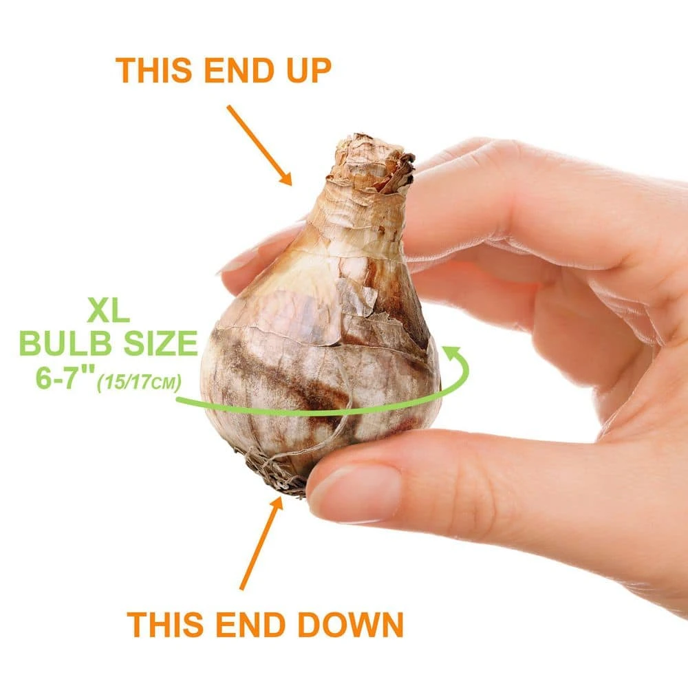 Vigoro 15/17 cm Premium XL Yellow Trumpet Daffodil Bulbs (Bag of 100) - Image 3