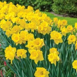 Vigoro 15/17 cm Premium XL Yellow Trumpet Daffodil Bulbs (Bag of 100)
