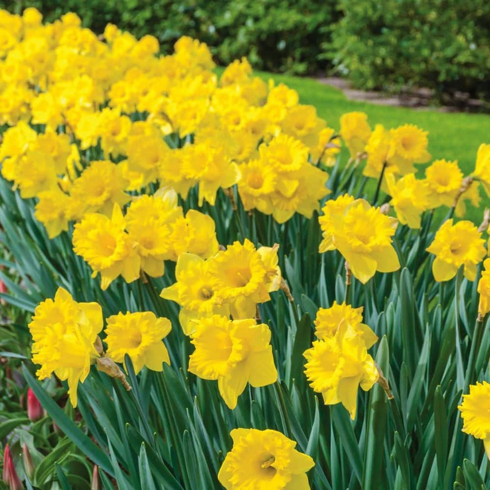 Vigoro 15/17 cm Premium XL Yellow Trumpet Daffodil Bulbs (Bag of 100)
