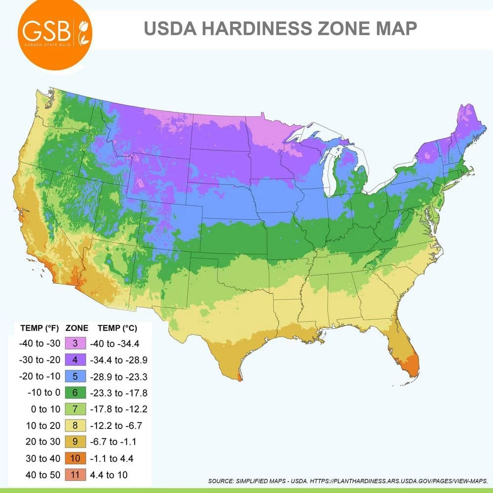 Vigoro 15/17 cm Premium XL Yellow Trumpet Daffodil Bulbs (Bag of 100) - Image 7