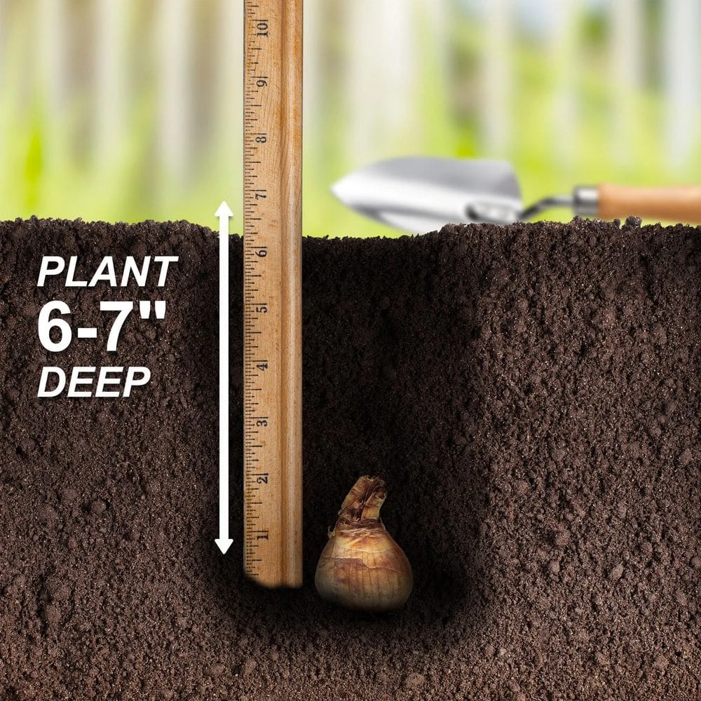 Vigoro 15/17 cm Premium XL Yellow Trumpet Daffodil Bulbs (Bag of 100) - Image 6