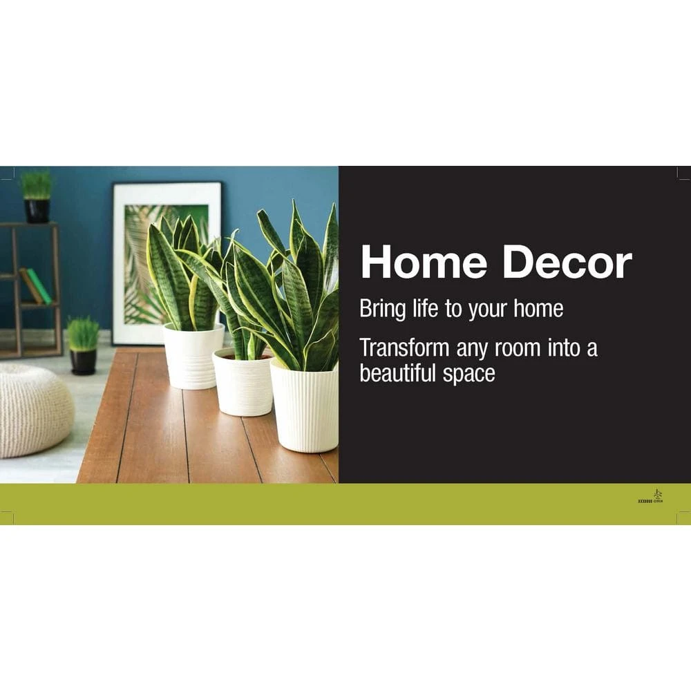 Vigoro 6 in. Bird's Nest Fern Indoor Plant in Small White Ribbed Plastic Decor Planter (2-Pack) - Image 3