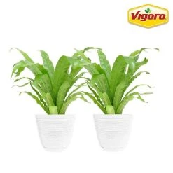 Vigoro 6 in. Bird's Nest Fern Indoor Plant in Small White Ribbed Plastic Decor Planter (2-Pack)