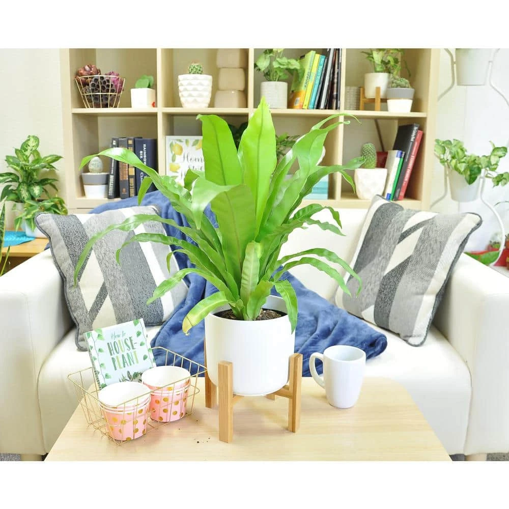 Vigoro 6 in. Bird's Nest Fern Indoor Plant in Small White Ribbed Plastic Decor Planter (2-Pack) - Image 4