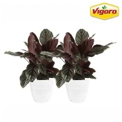 Vigoro 6 in. Grower's Choice Calathea Indoor Plant in Small White Ribbed Plastic Decor Planter (2-Pack)