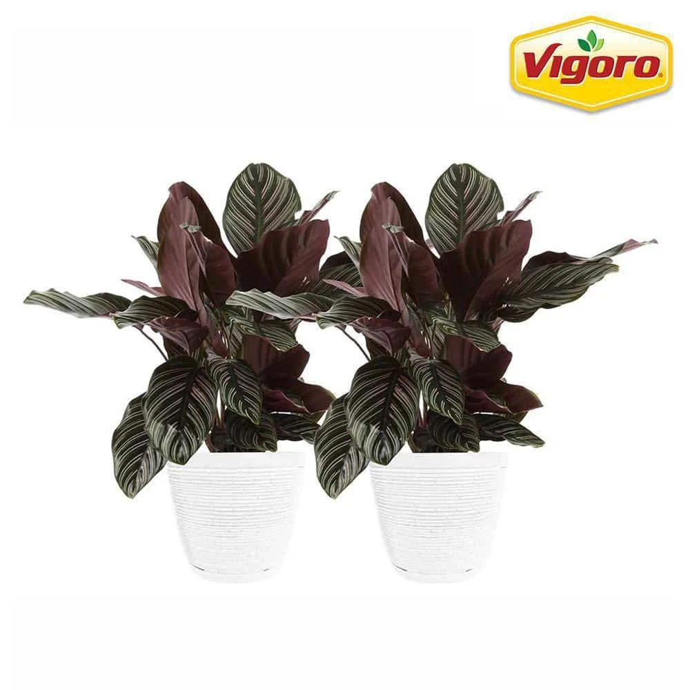 Vigoro 6 in. Grower's Choice Calathea Indoor Plant in Small White Ribbed Plastic Decor Planter (2-Pack)