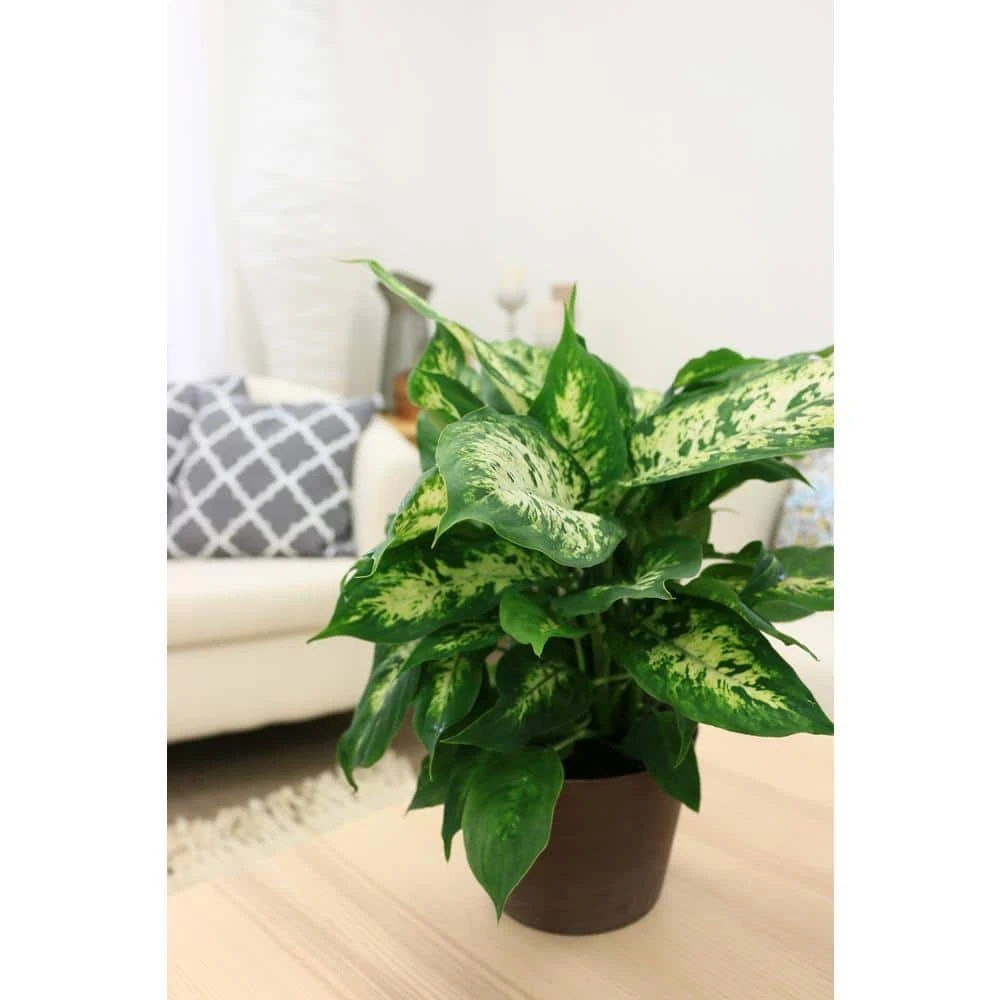 Vigoro 6 in. Dieffenbachia Indoor Plant in Small White Ribbed Plastic Decor Planter (2-Pack) - Image 7