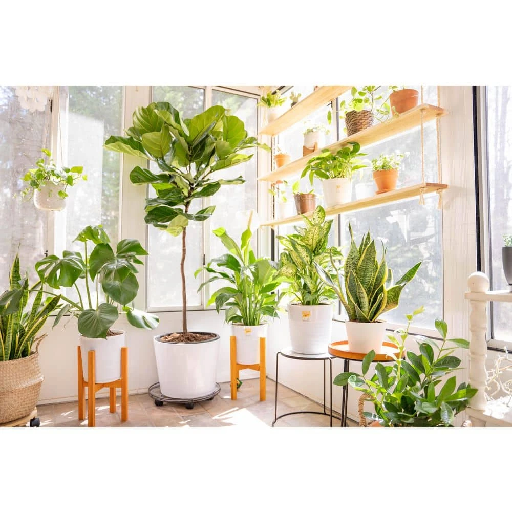 Vigoro 6 in. Dieffenbachia Indoor Plant in Small White Ribbed Plastic Decor Planter (2-Pack) - Image 8