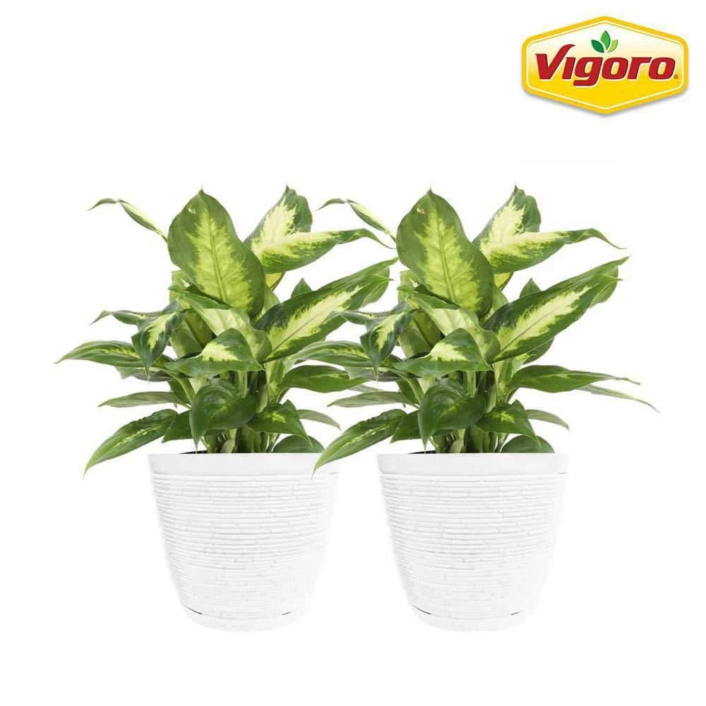 Vigoro 6 in. Dieffenbachia Indoor Plant in Small White Ribbed Plastic Decor Planter (2-Pack)