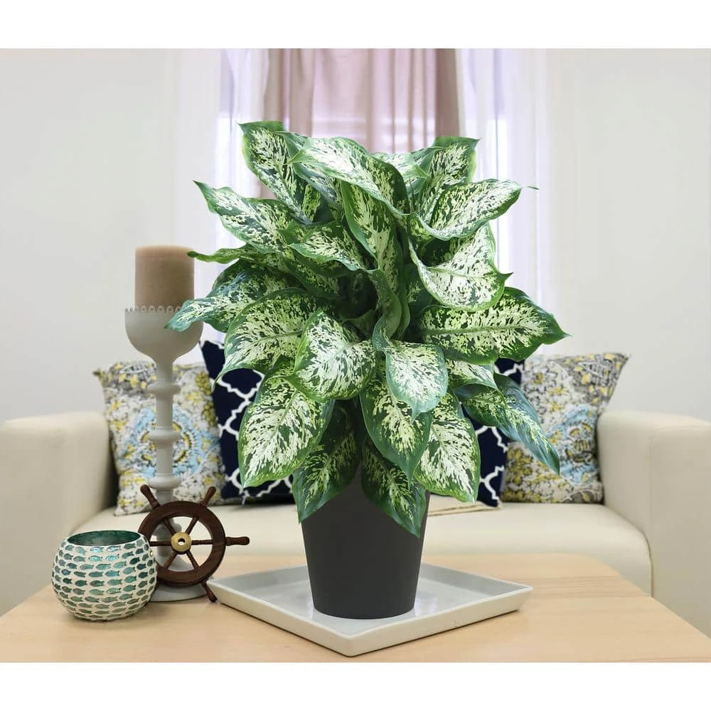 Vigoro 6 in. Dieffenbachia Indoor Plant in Small White Ribbed Plastic Decor Planter (2-Pack) - Image 2