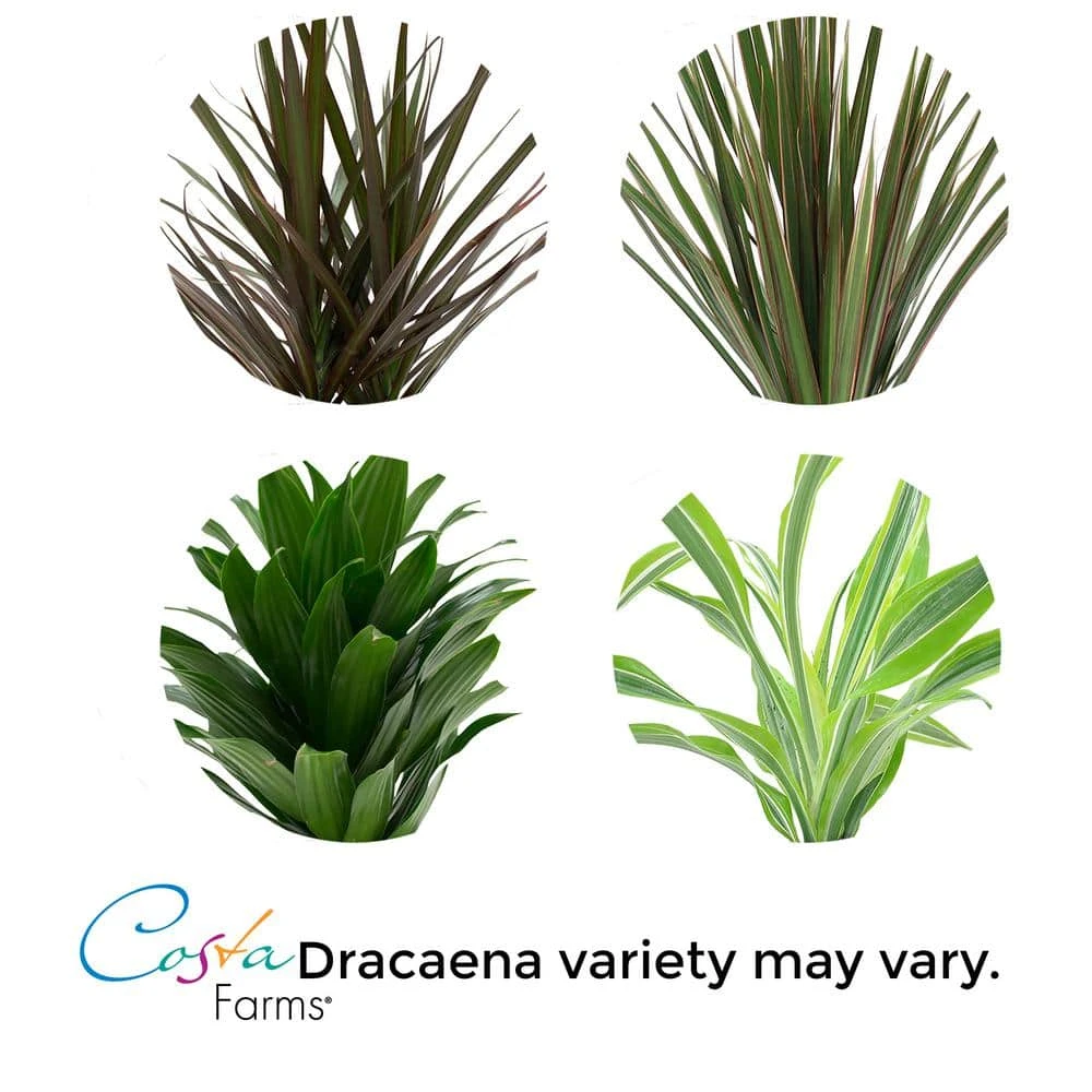 Vigoro 6 in. Grower's Choice Dracaena Indoor Plant in Small White Ribbed Plastic Decor Planter (2-Pack) - Image 5