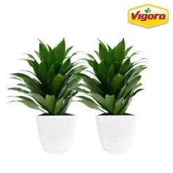 Vigoro 6 in. Grower's Choice Dracaena Indoor Plant in Small White Ribbed Plastic Decor Planter (2-Pack)