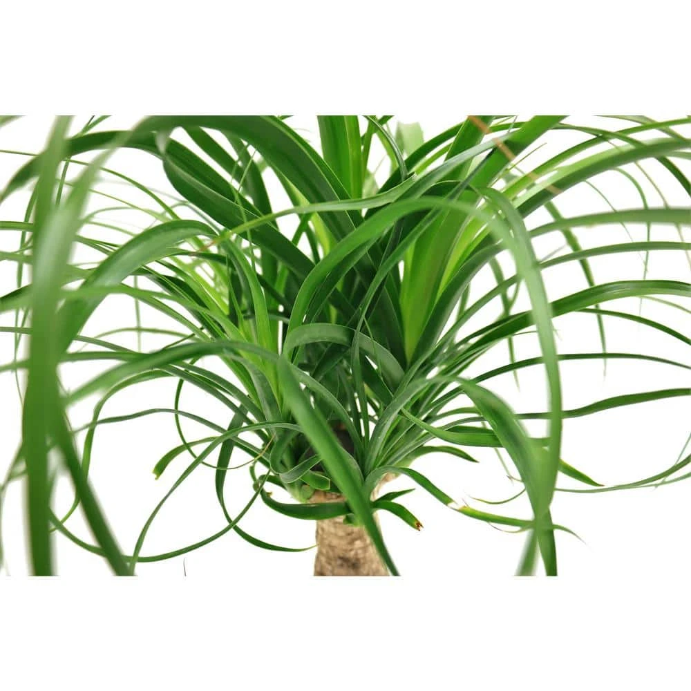 Vigoro 6 in. Ponytail Palm Indoor Plant in Small White Ribbed Plastic Decor Planter (2-Pack) - Image 4