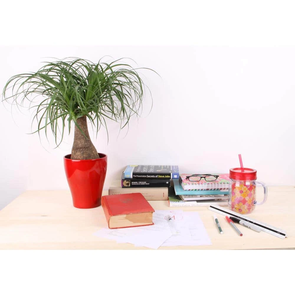 Vigoro 6 in. Ponytail Palm Indoor Plant in Small White Ribbed Plastic Decor Planter (2-Pack) - Image 5