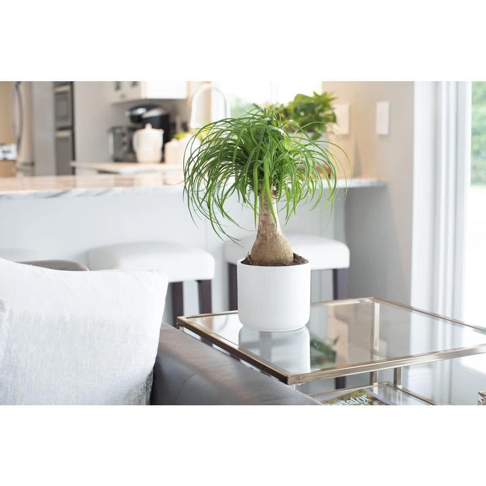Vigoro 6 in. Ponytail Palm Indoor Plant in Small White Ribbed Plastic Decor Planter (2-Pack) - Image 2