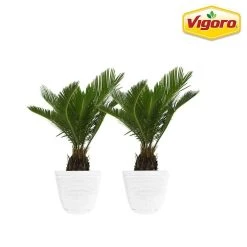 Vigoro 6 in. Sago Indoor Plant in Small White Ribbed Plastic Decor Planter (2-Pack)