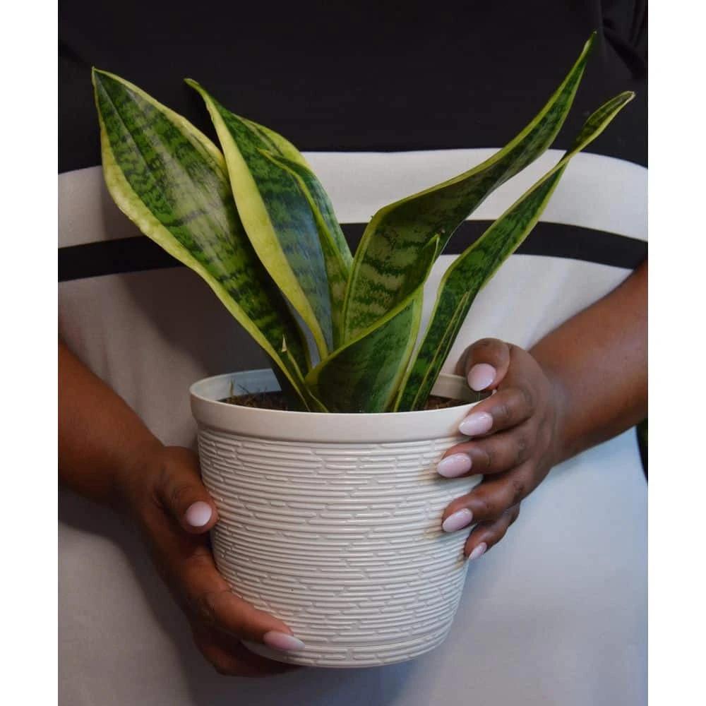 Vigoro 6 in. Grower's Choice Snake Plant (Sansevieria) in Small White Ribbed Plastic Decor Planter (2-Pack) - Image 4