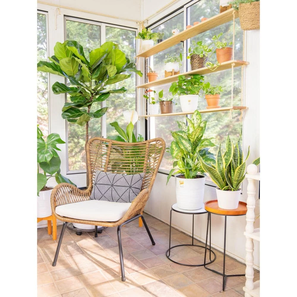 Vigoro 6 in. Peace Lily Indoor Plant in Small White Ribbed Plastic Decor Planter (2-Pack) - Image 8