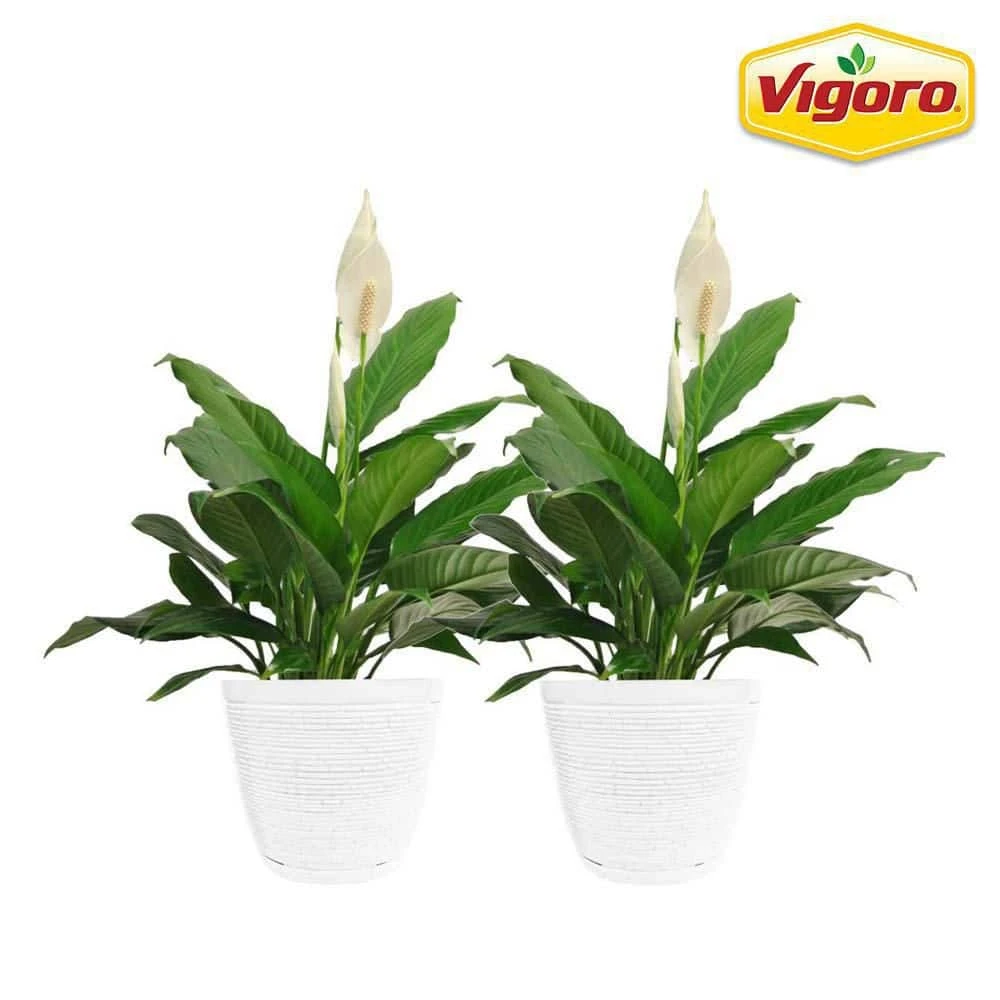 Vigoro 6 in. Peace Lily Indoor Plant in Small White Ribbed Plastic Decor Planter (2-Pack)