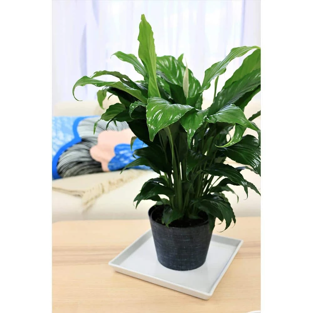 Vigoro 6 in. Peace Lily Indoor Plant in Small White Ribbed Plastic Decor Planter (2-Pack) - Image 2