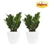 Vigoro 6 in. ZZ Indoor Plant in Small White Ribbed Plastic Decor Planter (2-Pack)