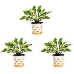 Vigoro 2.5 Qt. Green Variegated Minuteman Hosta Perennial Plant (3-Pack)