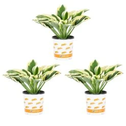 Vigoro 2.5 Qt. Green Variegated Patriot Hosta Perennial Plant (3-Pack)