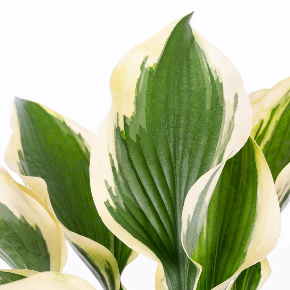 Vigoro 2.5 Qt. Green Variegated Patriot Hosta Perennial Plant (3-Pack) - Image 2