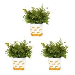 Vigoro 2.5 Qt. Fern Hardy Autumn Perennial Plant (3-Pack)