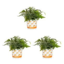 Vigoro 2.5 Qt. Fern Hardy Japanese Painted Perennial Plant (3-Pack)