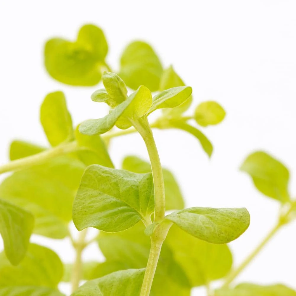 1 Pt. Vigoro Accent Lysimachia Creeping Jenny Green Perennial Plant (6-Pack) - Image 3