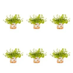 1 Pt. Vigoro Accent Lysimachia Creeping Jenny Green Perennial Plant (6-Pack)