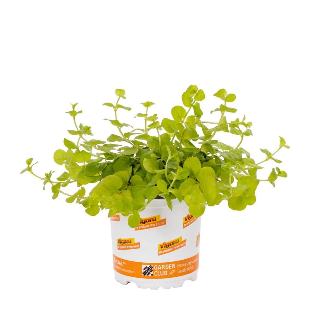 1 Pt. Vigoro Accent Lysimachia Creeping Jenny Green Perennial Plant (6-Pack) - Image 2