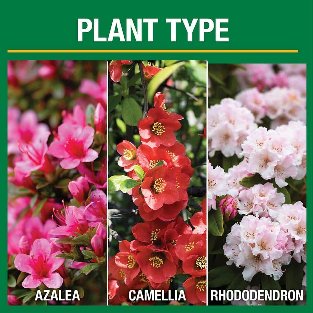 Vigoro 3.5 lb. All Season Azalea Camellia and Rhododendron Plant Food (10-8-8) - Image 2