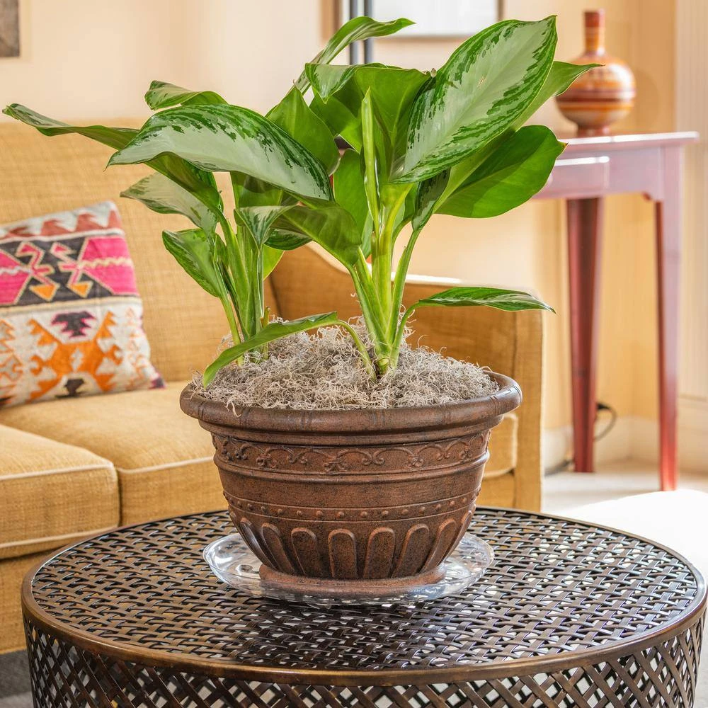 Vigoro 14 in. Heavy Duty Plant Saucer - Image 6