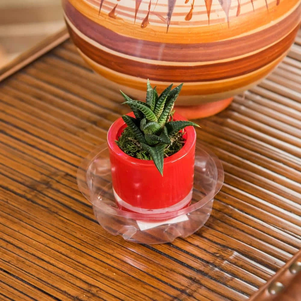 Vigoro 4 in. Plastic Plant Saucer - Image 3