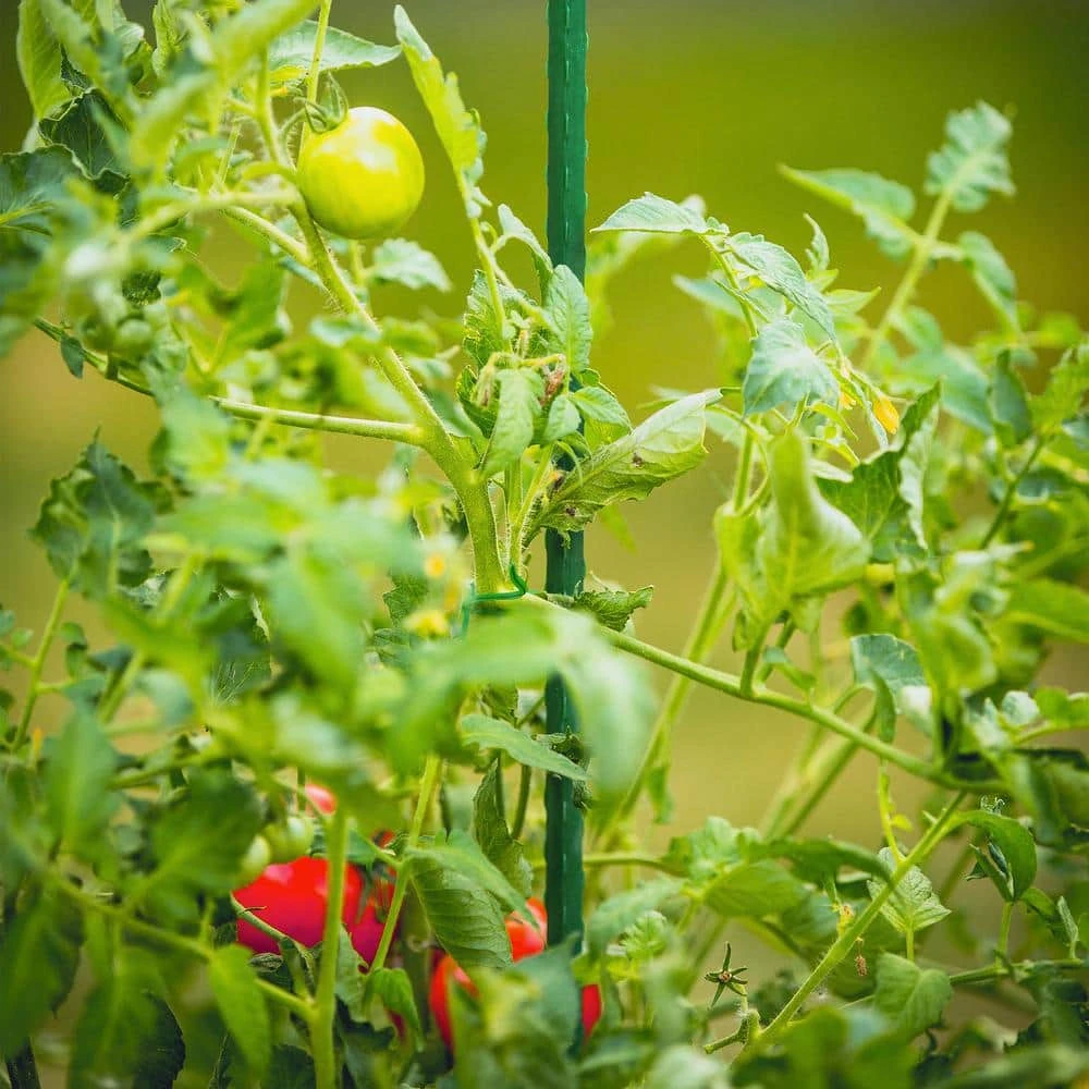 Vigoro 6 ft. Green Colored Steel Core Garden Stake - Image 10