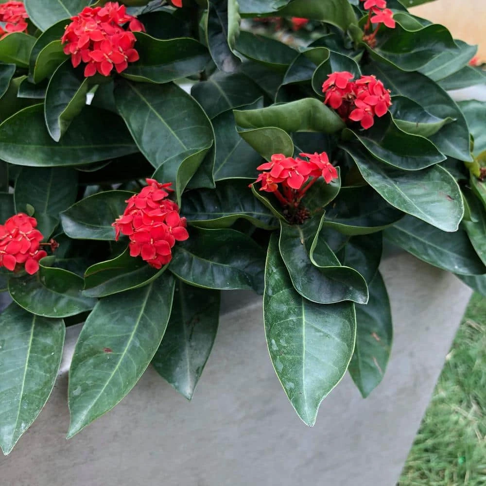 KANTE 31 in. Long Weathered Concrete Lightweight Durable Modern Rectangle Outdoor Planter - Image 2